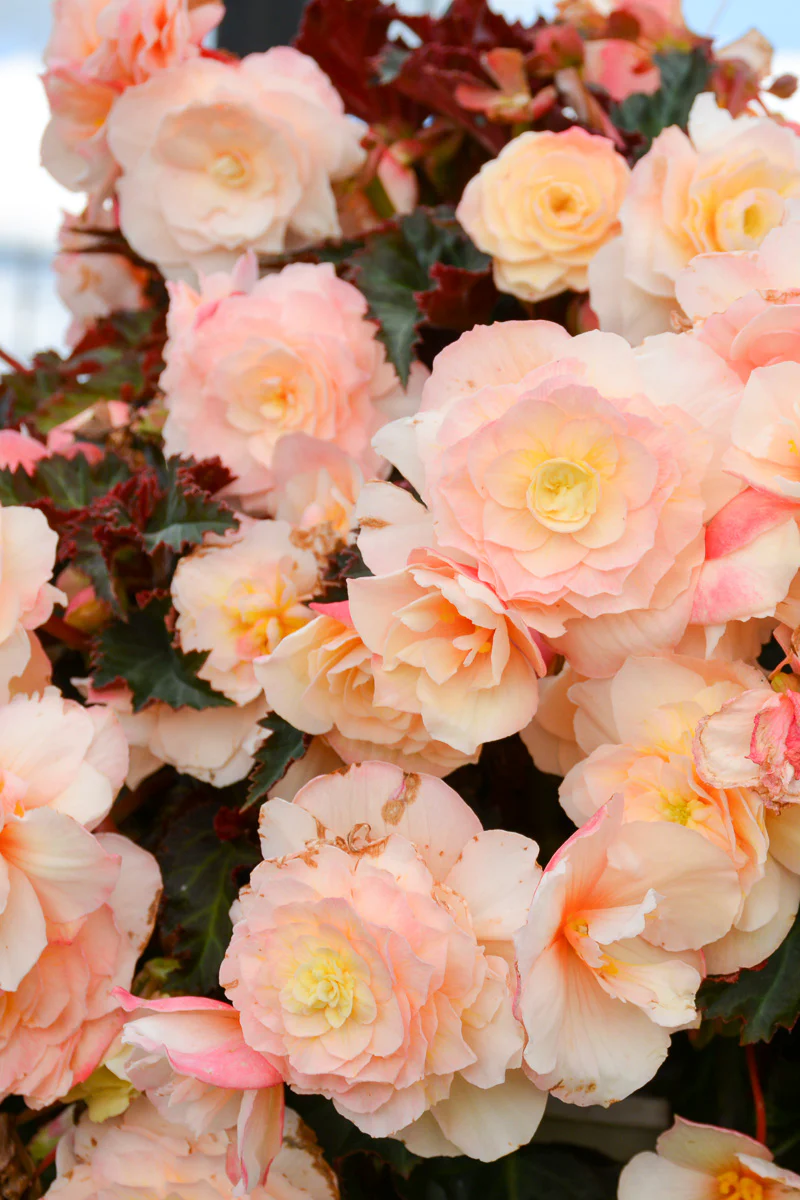 Begonia Iconia Port Champag