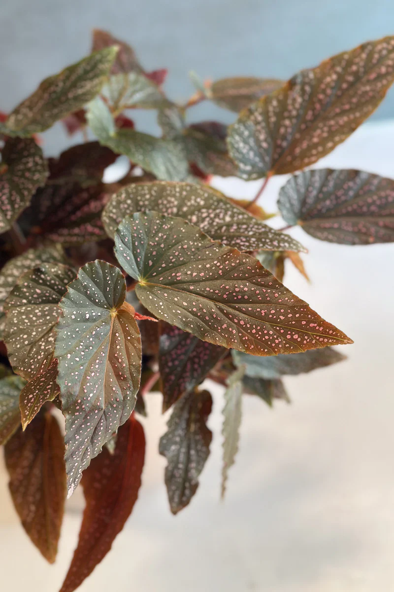 Begonia, Maculata Pink Spot 6"