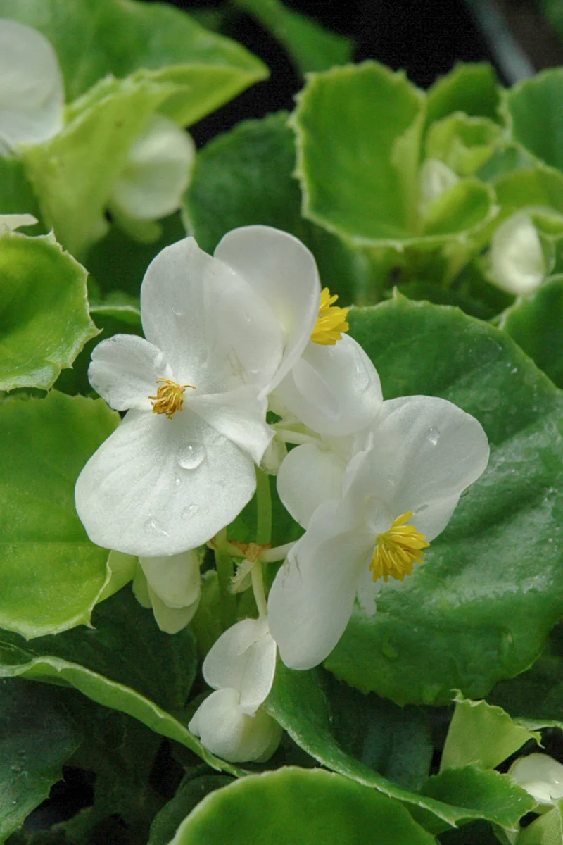 Begonia, Super Olympia White - Image 2