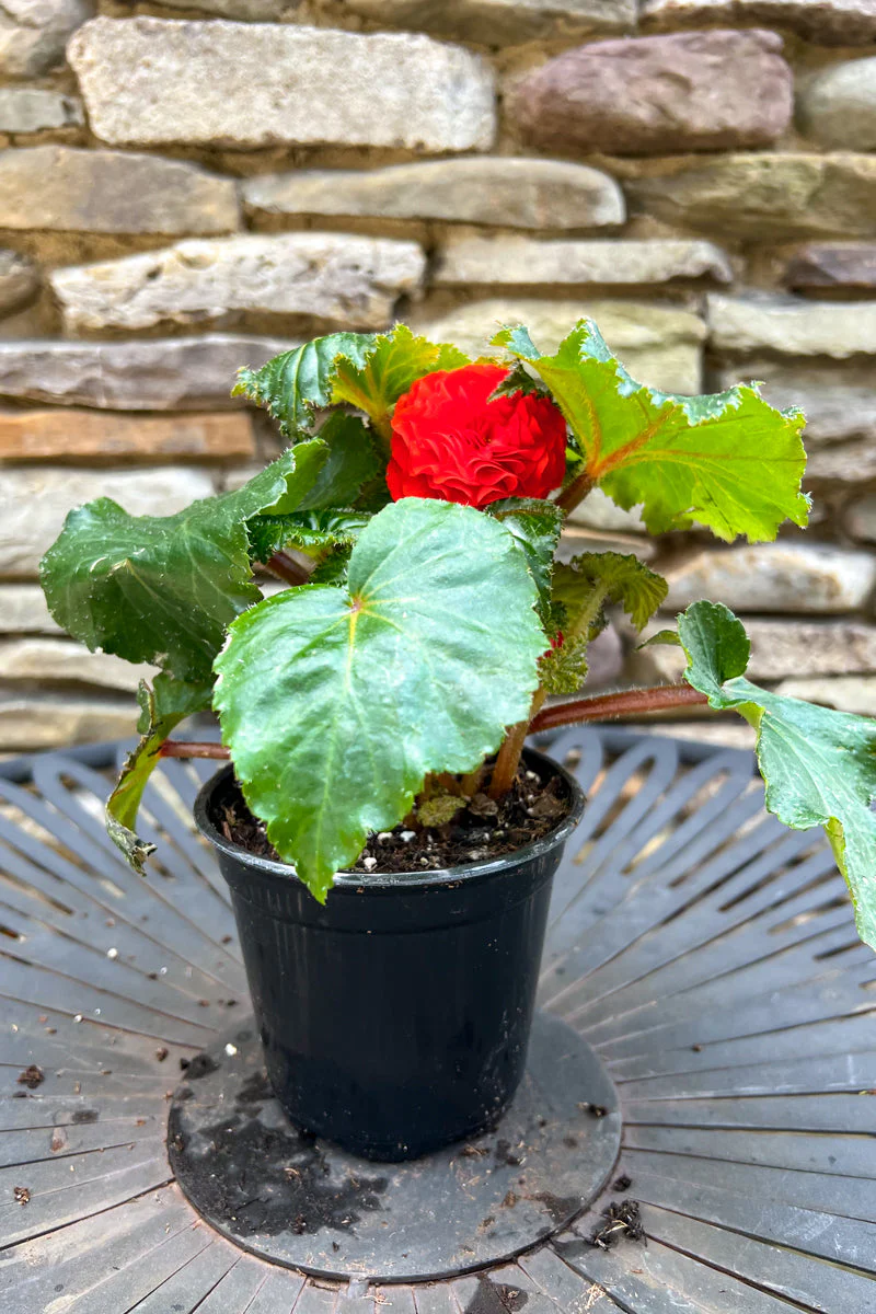 Begonia Tuberous Orange