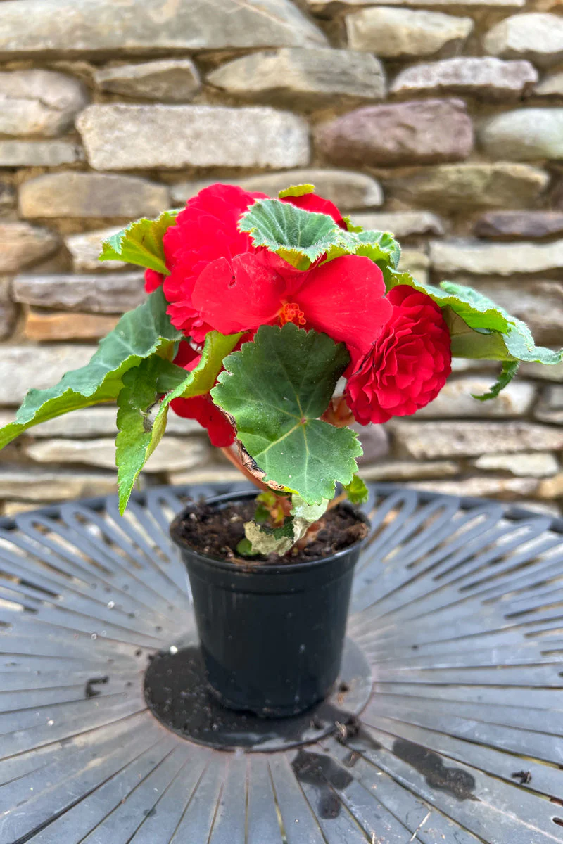 Begonia Tuberous Rose
