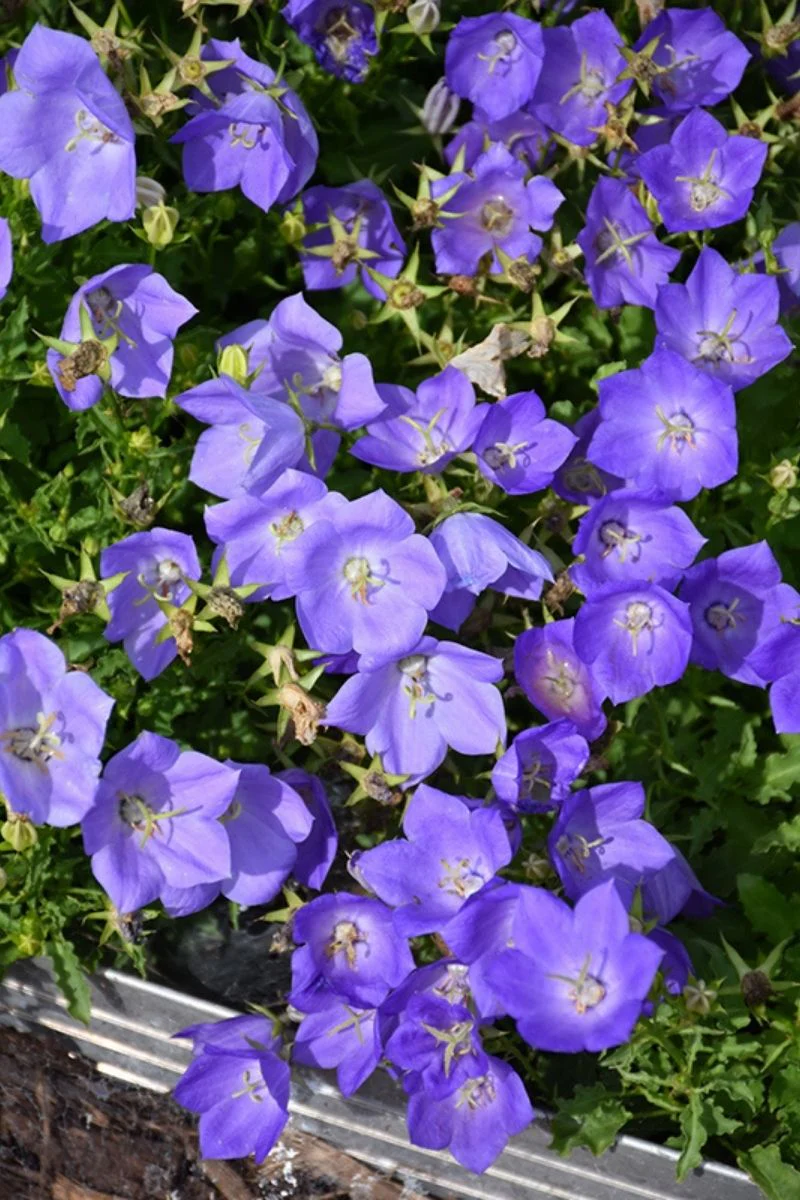 Bellflower, Rapido Blue
