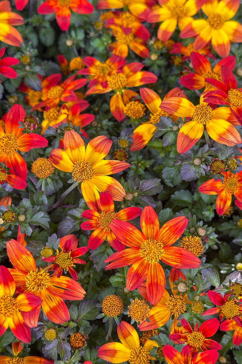 Bidens, Bee Alive