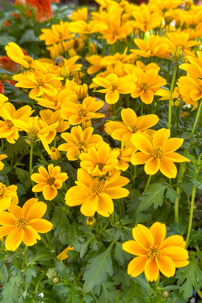 Bidens, Golden Empire 6"