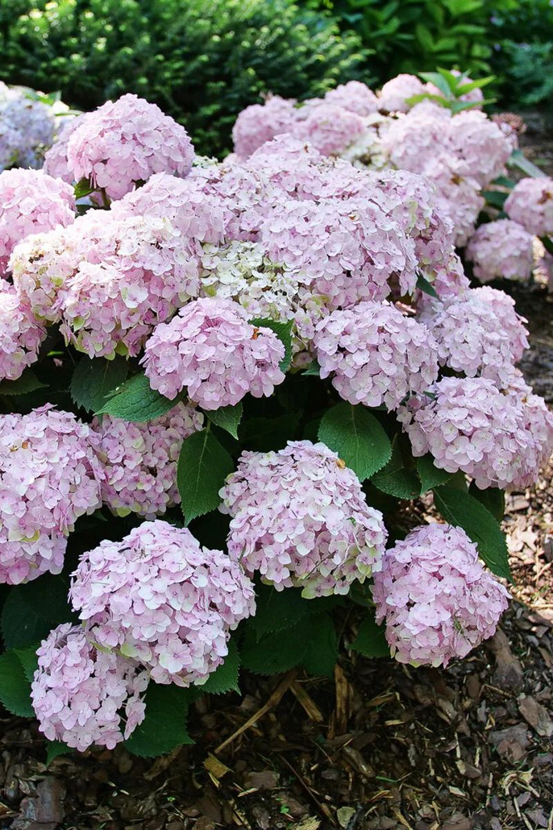 Big Lead Hydrangea, Wee Bit Innocent