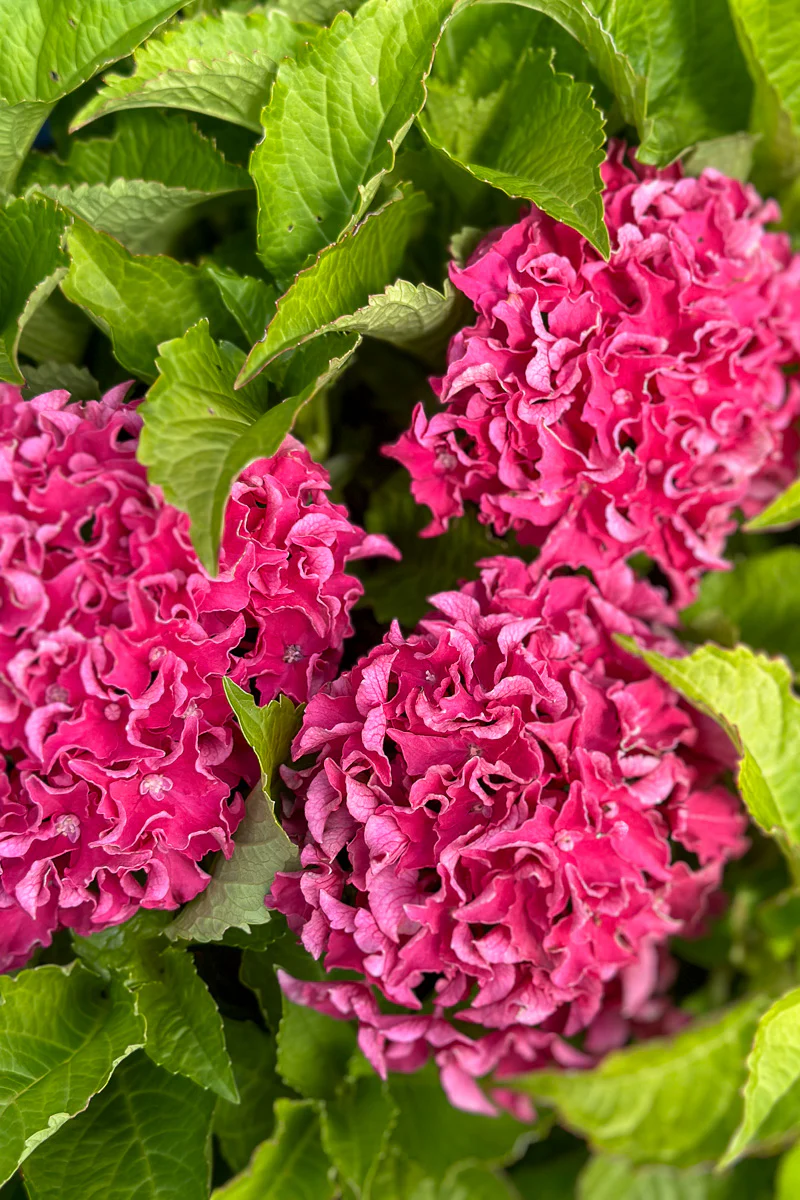 Big Leaf Hydrangea, Frill Ride - Image 2