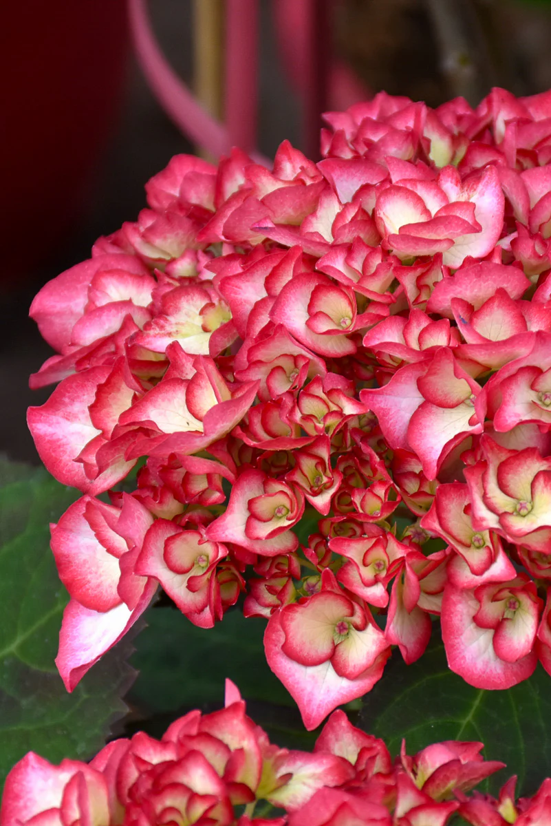 Big Leaf Hydrangea, Kimono - Image 2