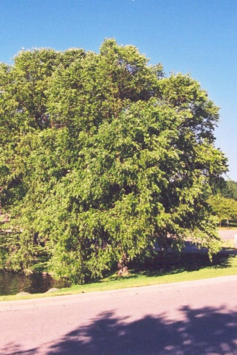 Birch, River - Image 2