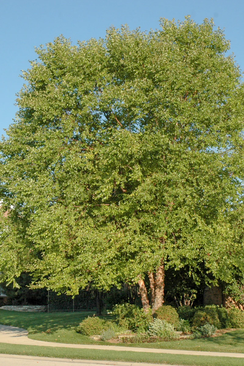 Birch, River Heritage - Image 2