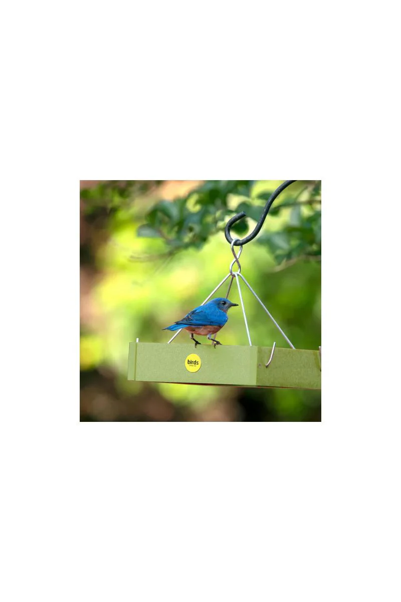 Birds Choice Small Hanging Platform Bird Feeder Fern Green