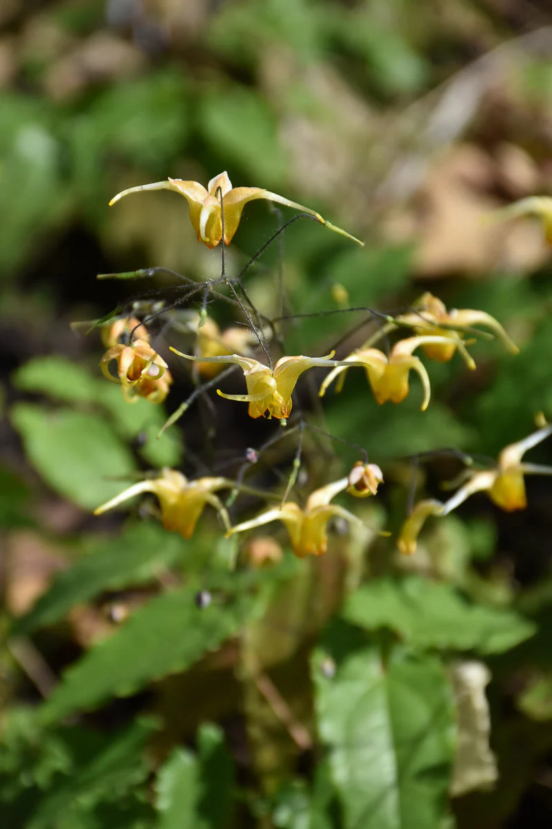 Bishop's Hat, Amber Queen