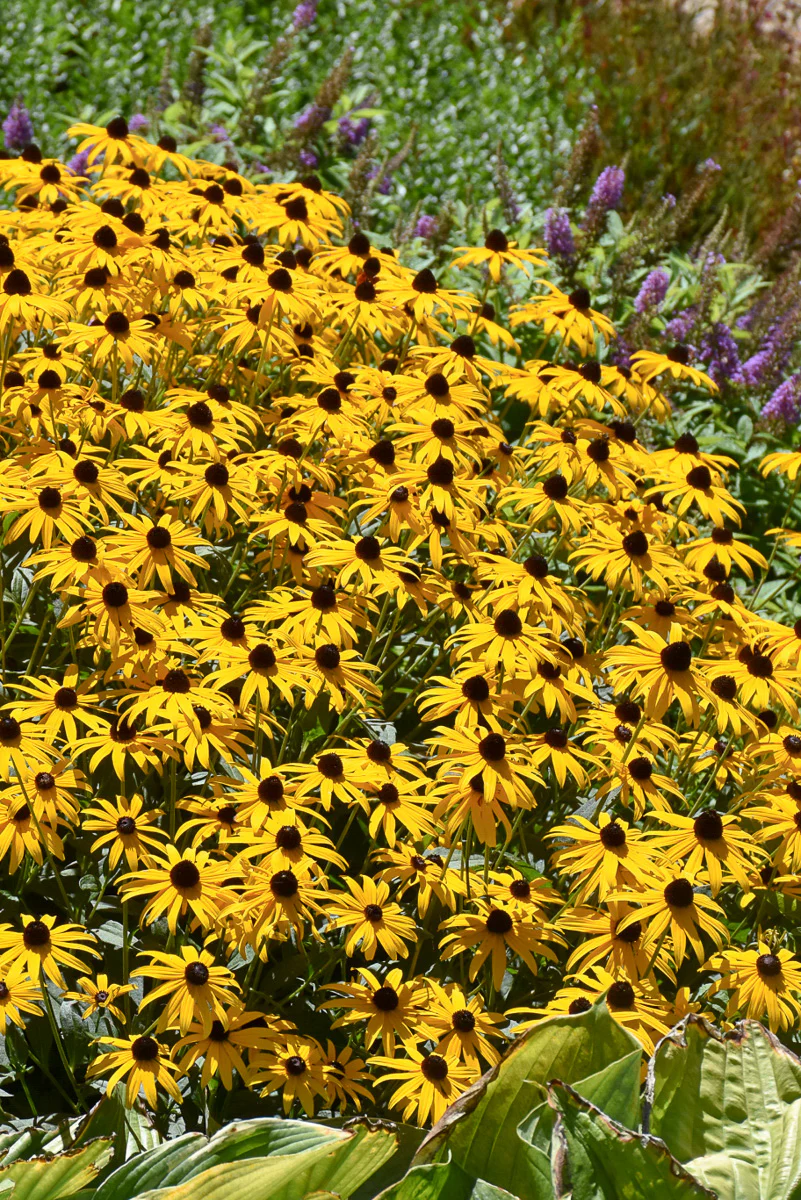 Black-Eyed Susan, Goldblitz