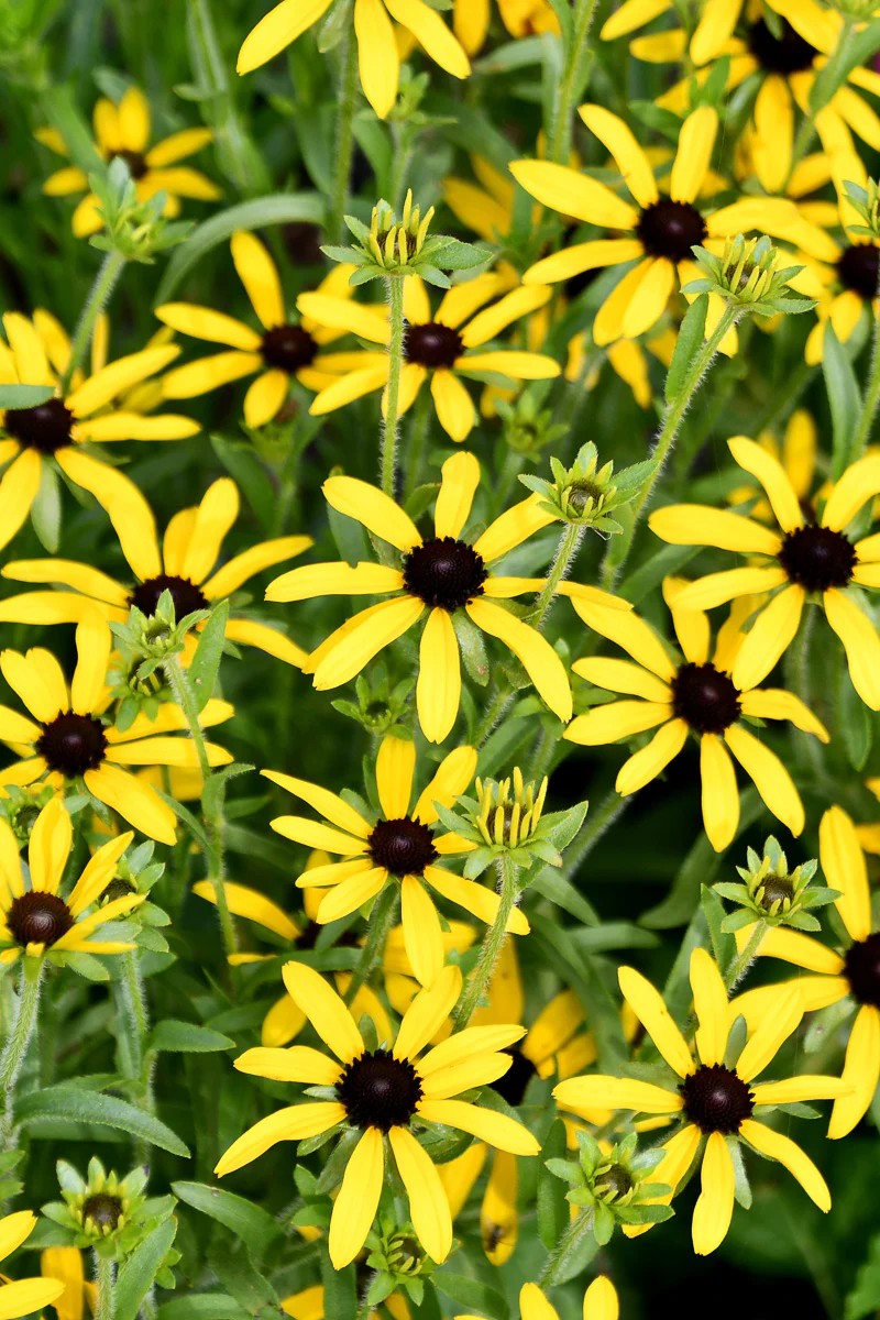 Black-Eyed Susan, Sweet As Hon