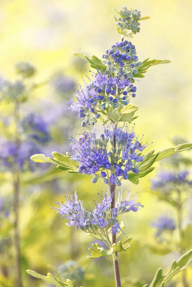Blue Mist, La Barbe Bleue