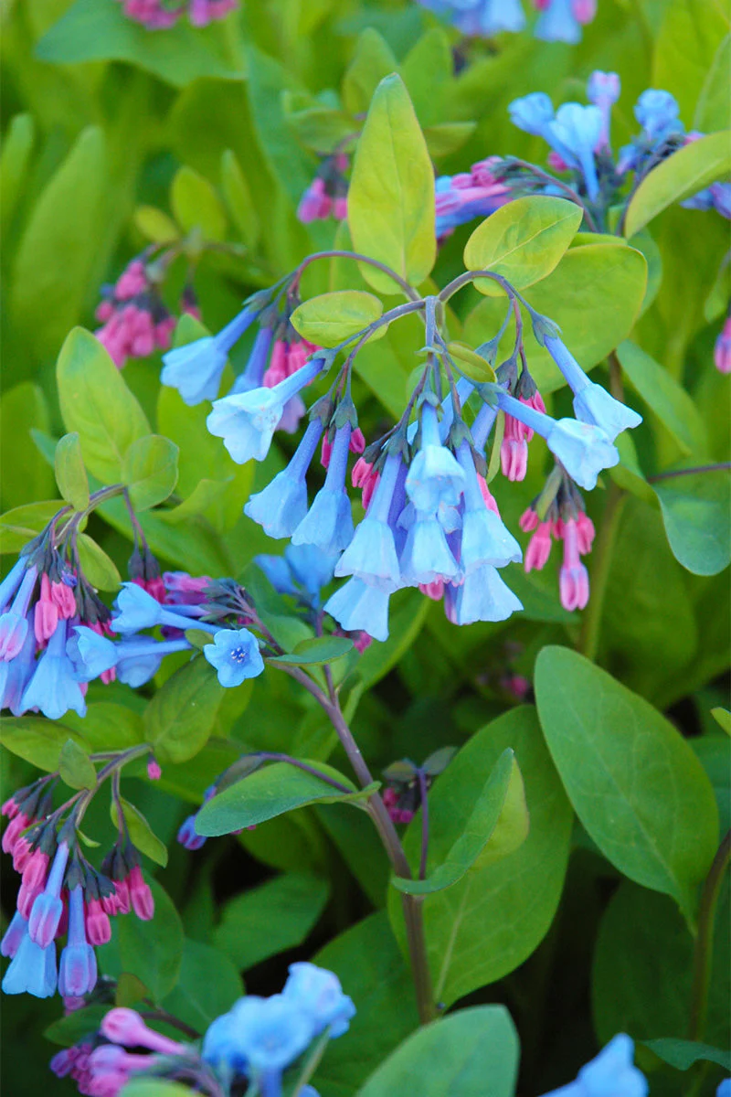 Bluebells, Virginia