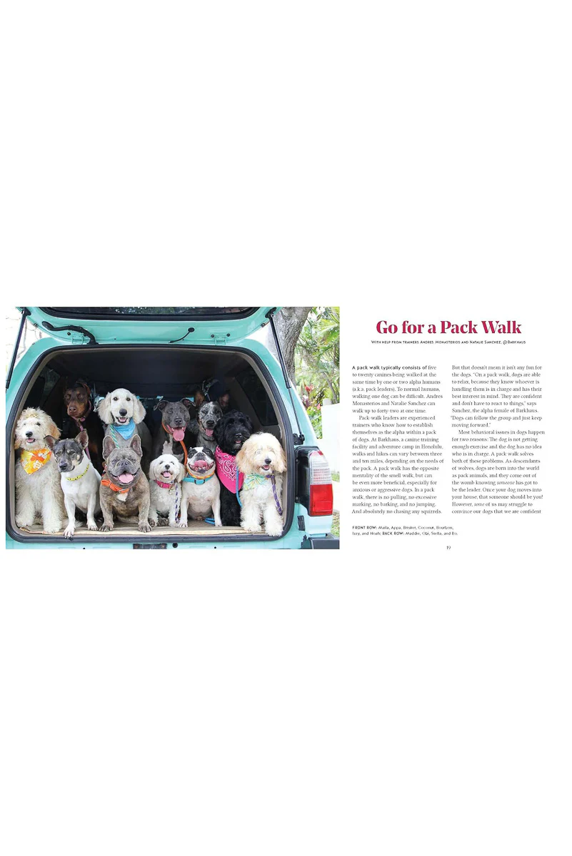 Adventure Dogs: Activities to Share With Your Dog - Image 2
