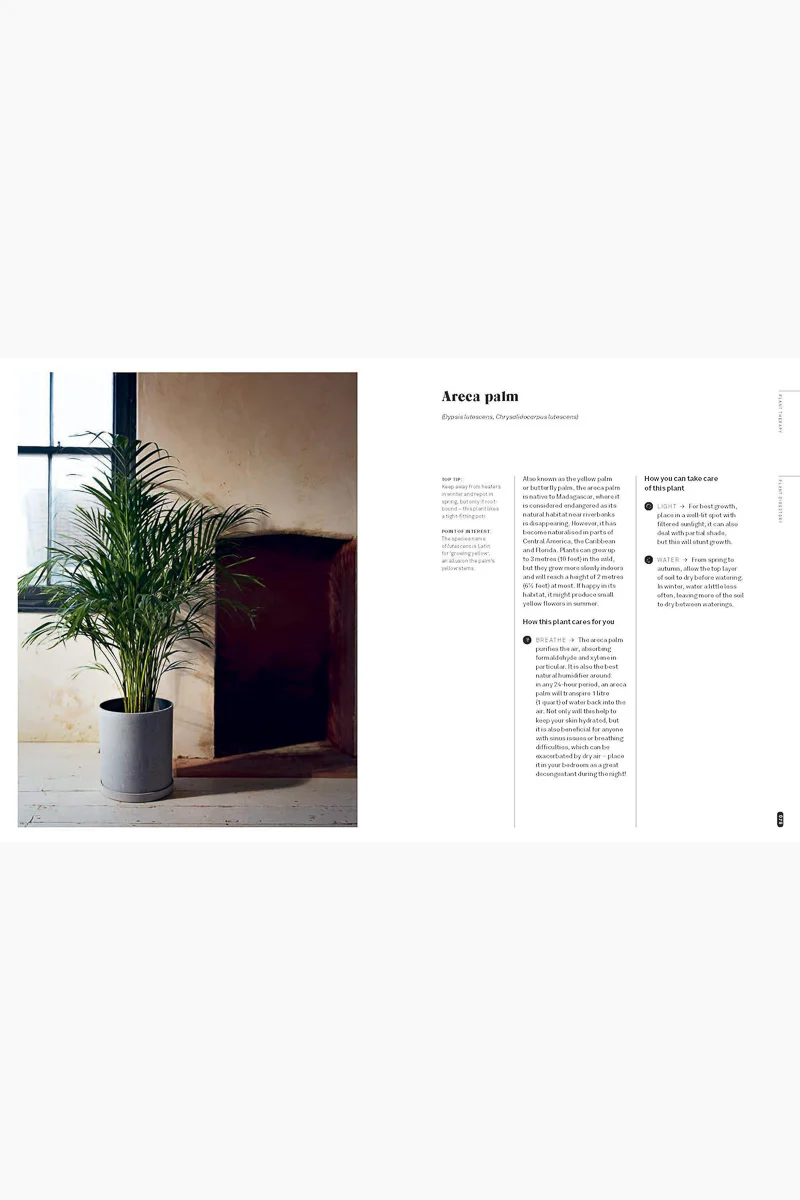 Plant Therapy: Why an Indoor Green Oasis Can Improve Your Mental and Emotional Wellbeing - Image 2