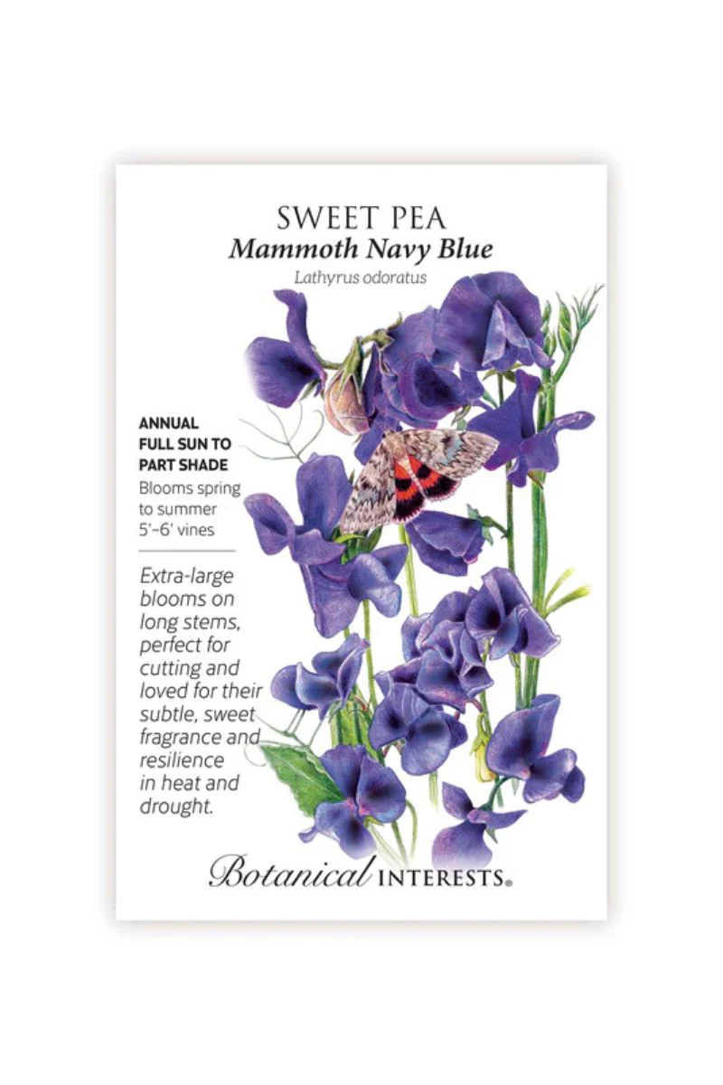 Botanical Interests Mammoth Navy Blue Sweet Pea Seeds