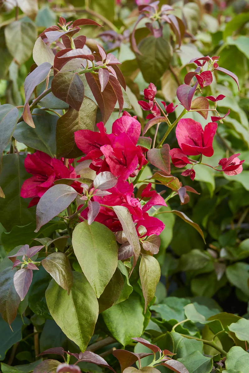 Bougainvillea, Burgundy Queen 1G - Image 2