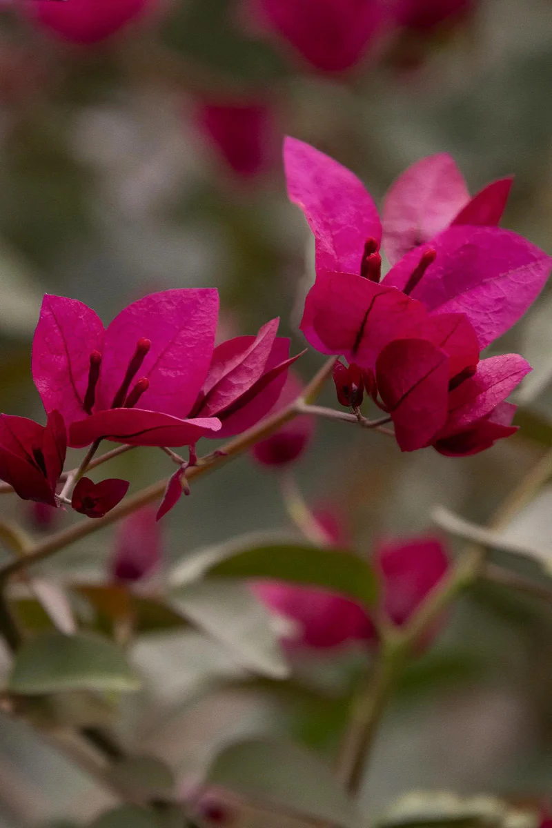 Bougainvillea, Burgundy Queen 1G - Image 3