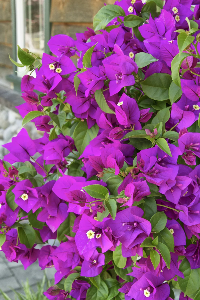 Bouganvilla, Purple Queen - Image 2