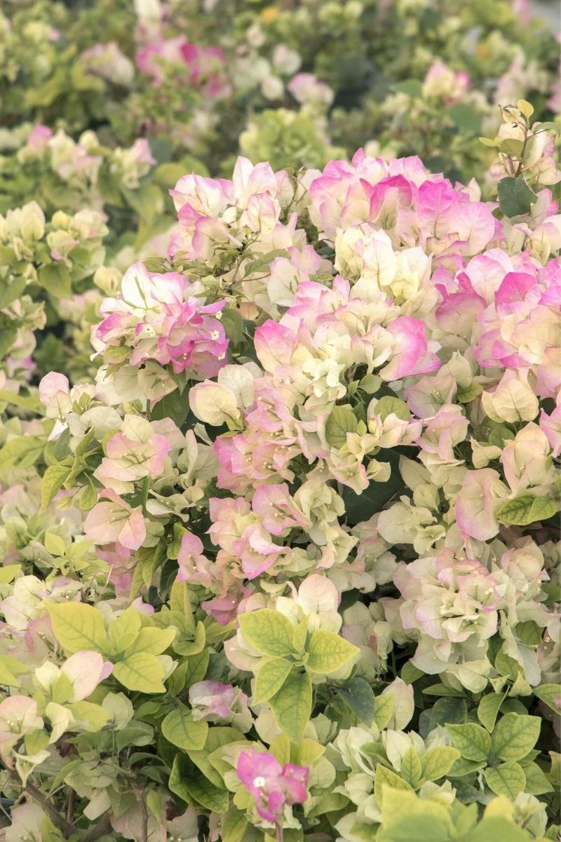 Bouganvilla Yani's Delight