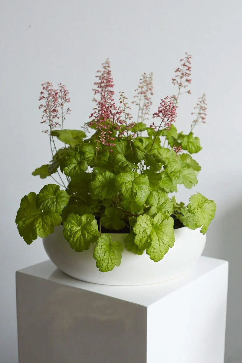 Simply Low Bowl 13.75"x4.5" White