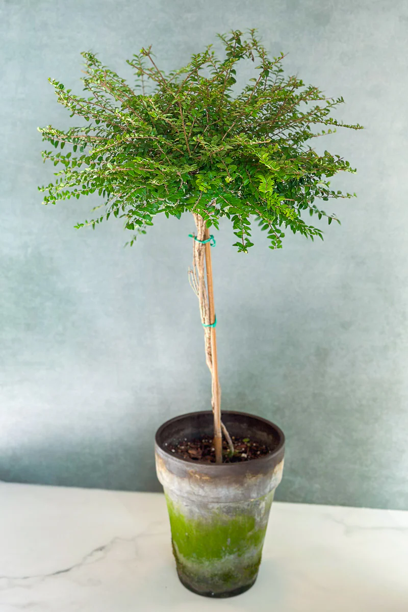 Boxwood Honeysuckle, Topiary 7" Grey Clay Pot - Image 2
