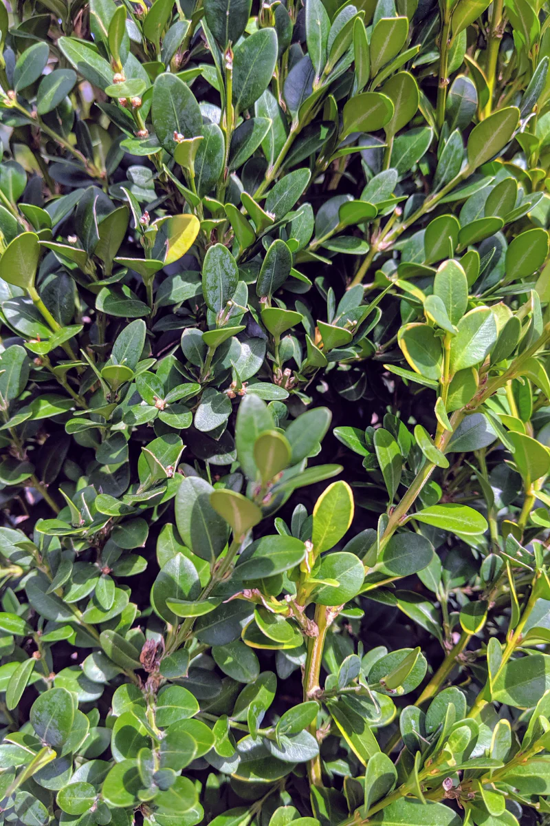 Boxwood, Green Mountain - Image 3