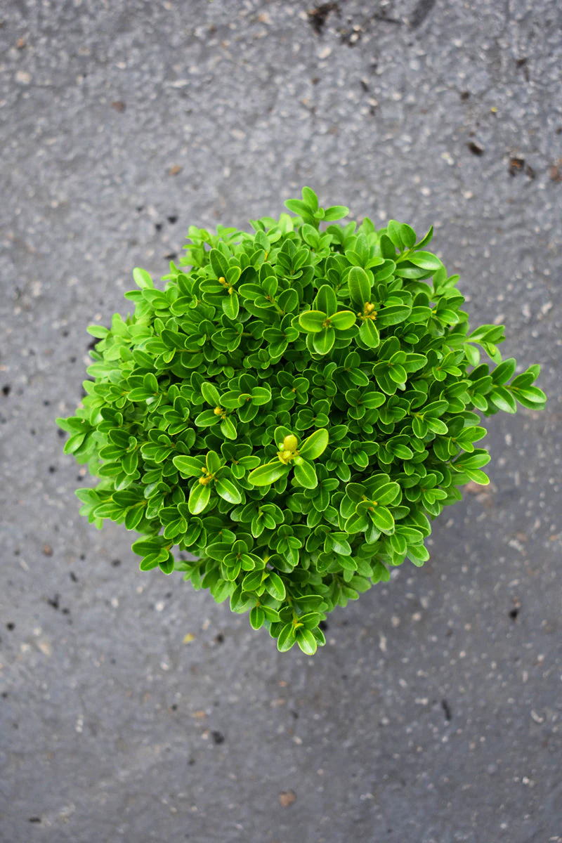 Boxwood, Green Velvet - Image 3