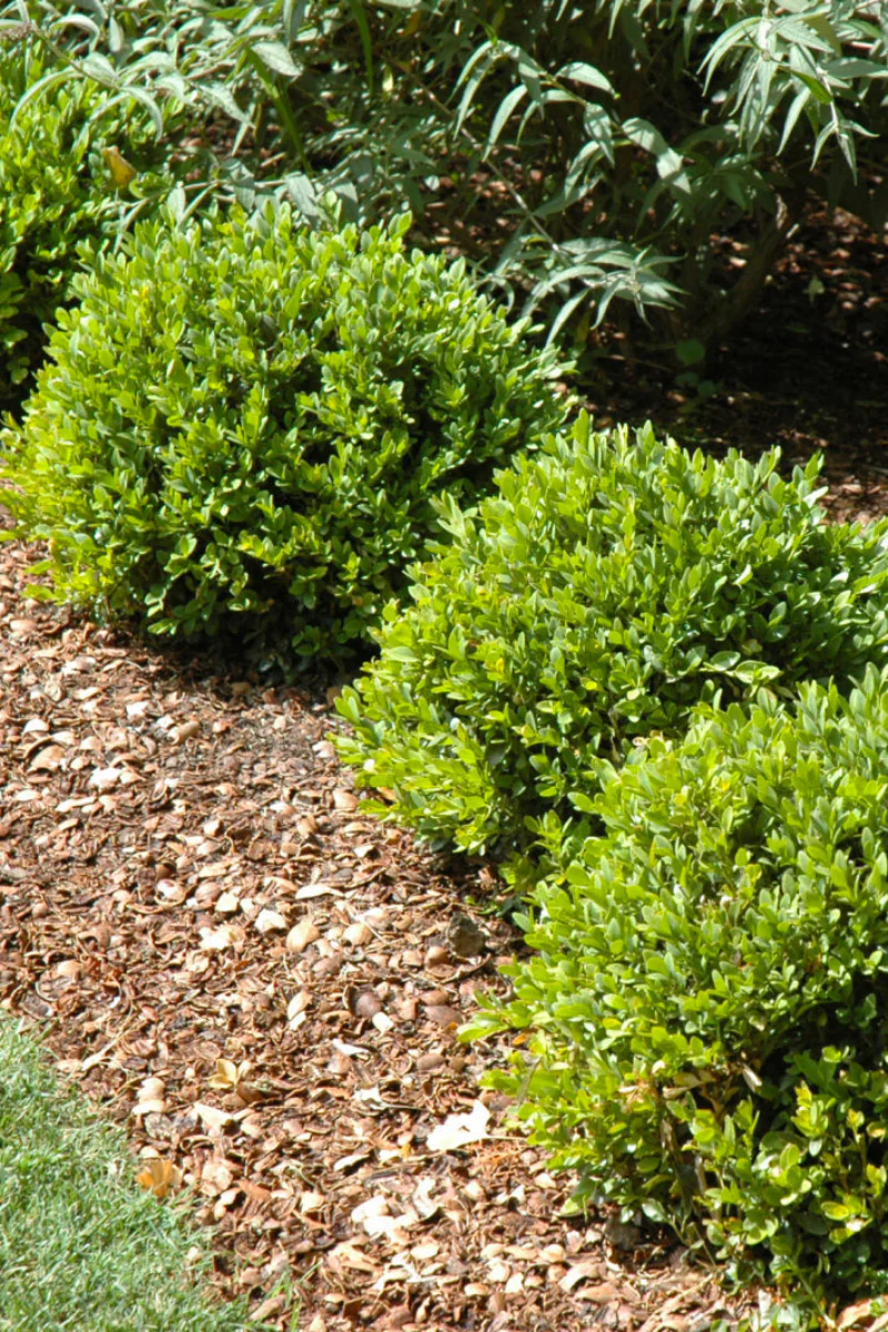 Boxwood, Green Velvet - Image 4
