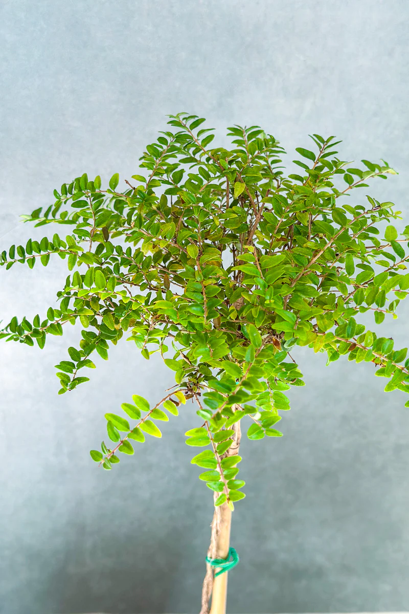 Boxwood Honeysuckle, Topiary 4" Grey Clay Pot