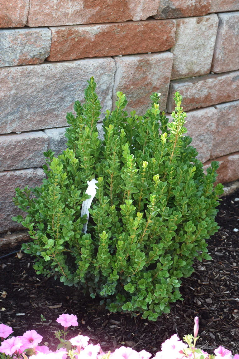 Boxwood, Newgen Freedom - Image 2