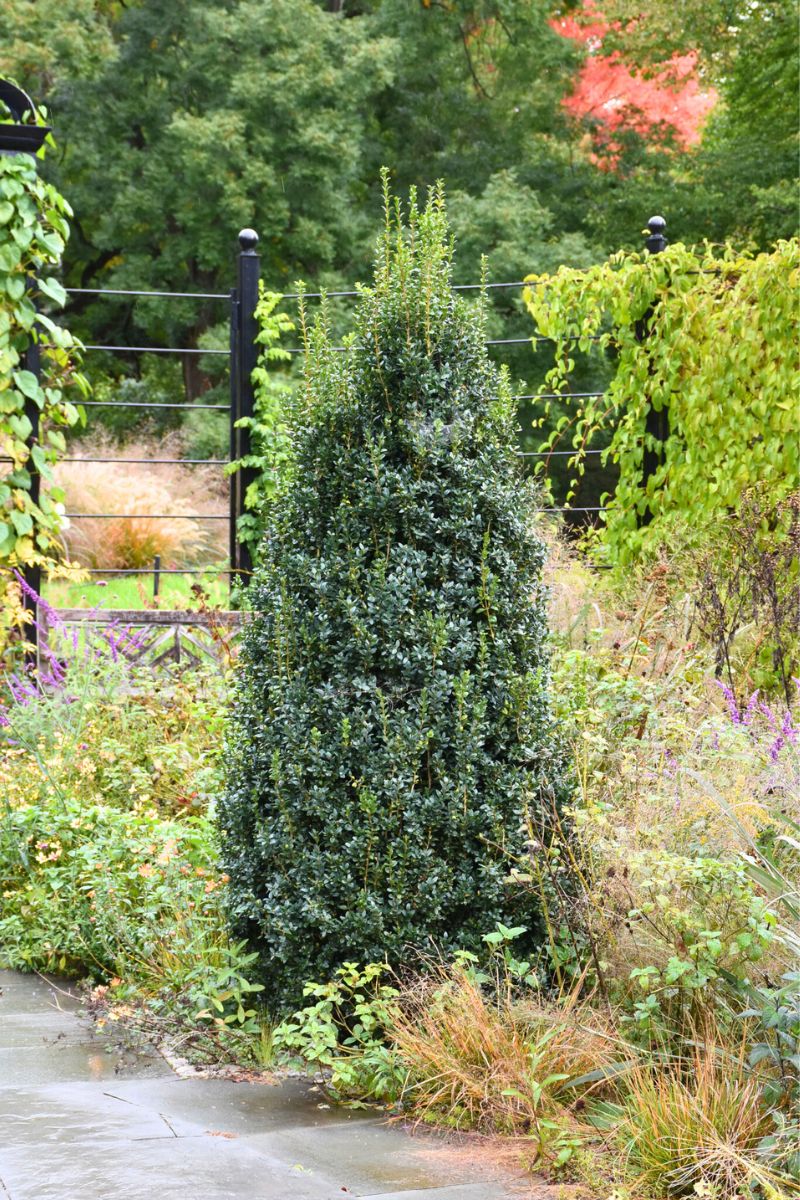 Boxwood, Newport Blue - Image 2