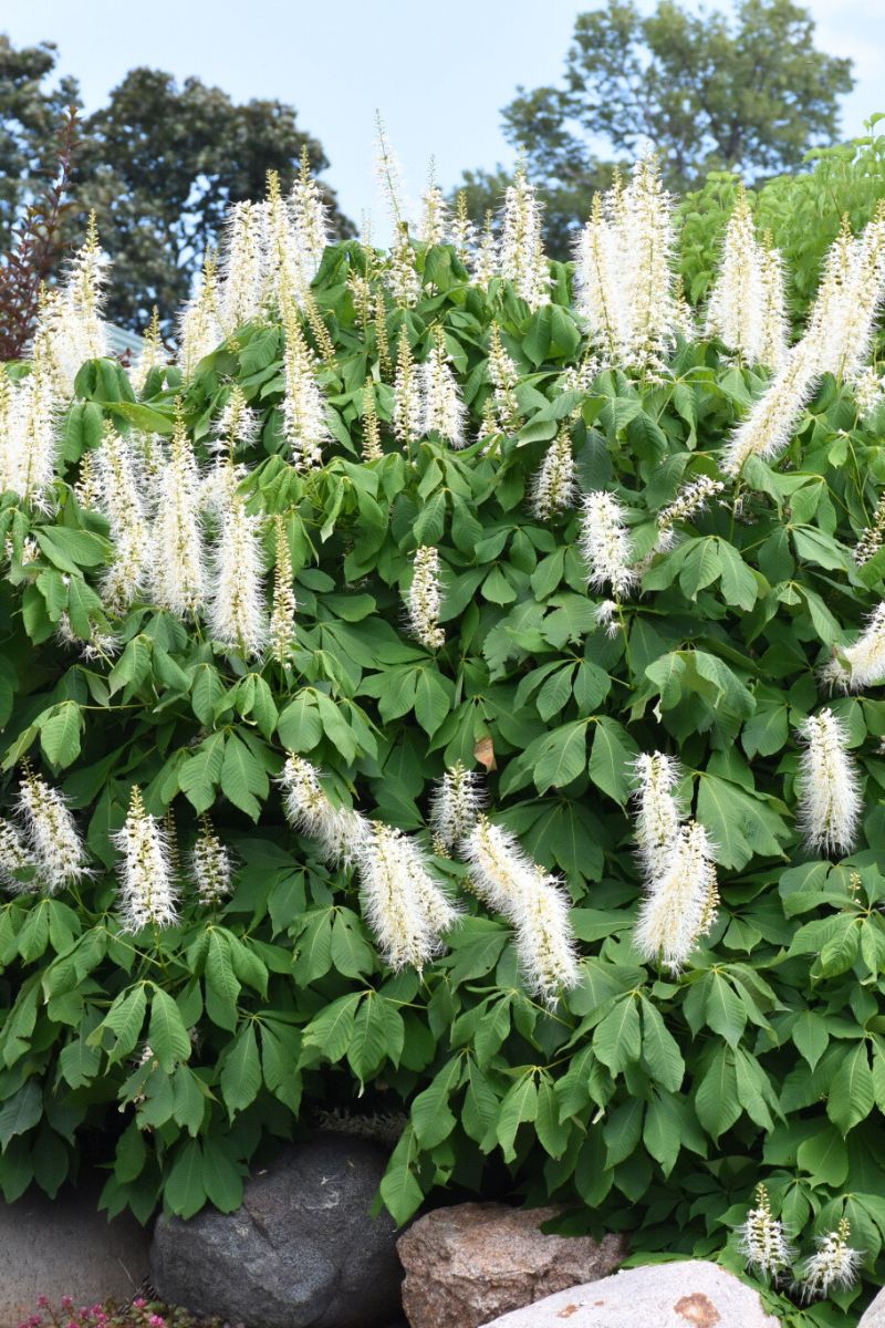 Buckeye, Bottlebrush - Image 2