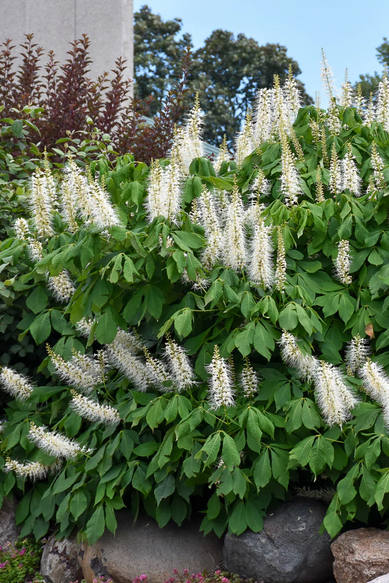 Buckeye, Late Bottlebrush - Image 2