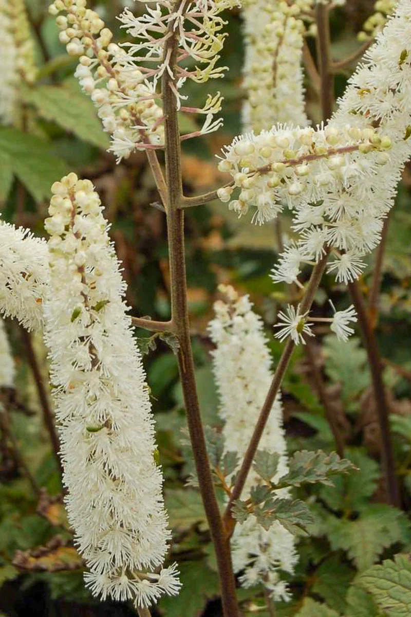 Bugbane, Purple