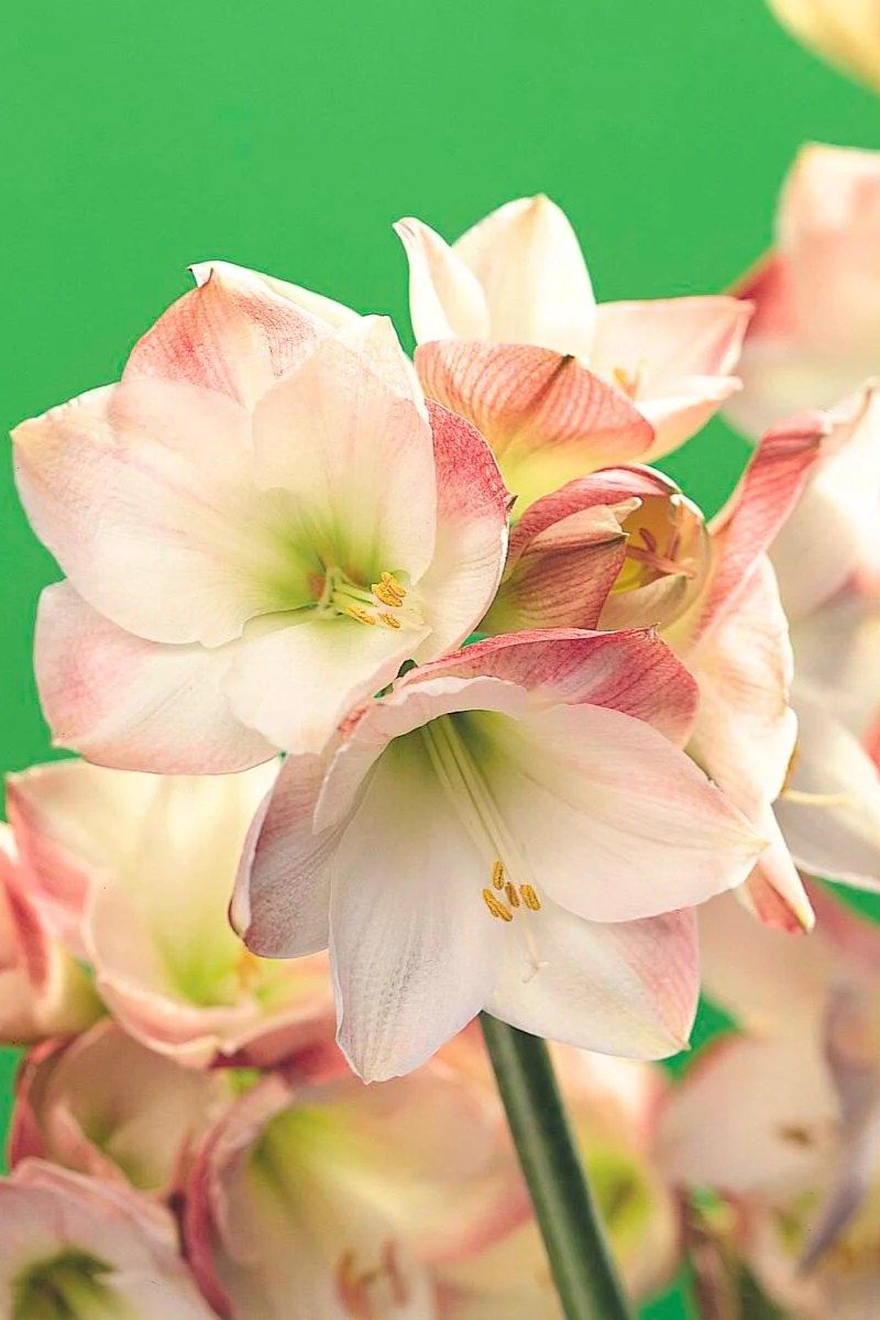 DeVroomen Amaryllis Apple Blossom Bulb 1/Pack - Image 2