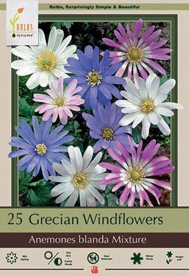Anemone Blanda Mixture 20 Pack
