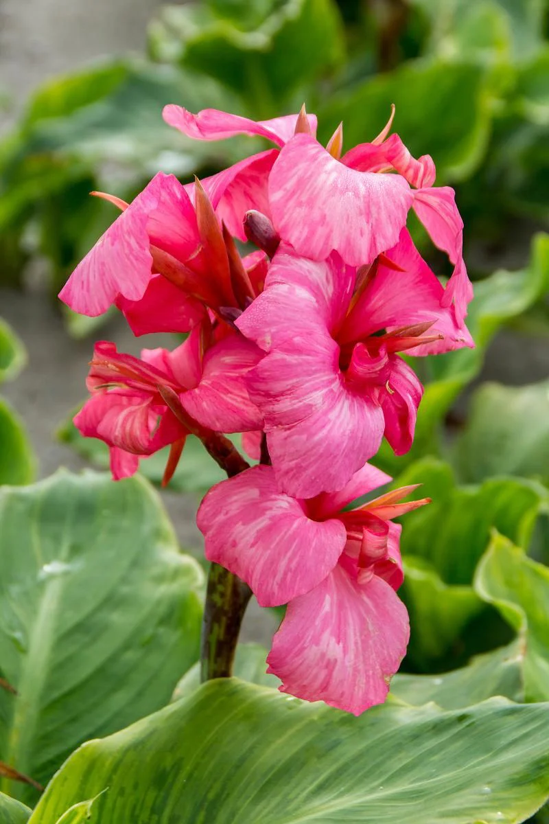 DeVroomen Canna China Doll 1/pk - Image 2