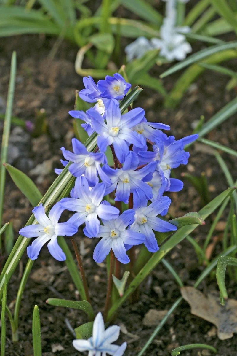 DeVroomen Chionodoxa Forbesii Bulbs 20 Pack