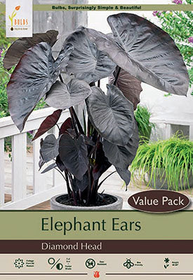 Colocasia Diamond Head Bulb