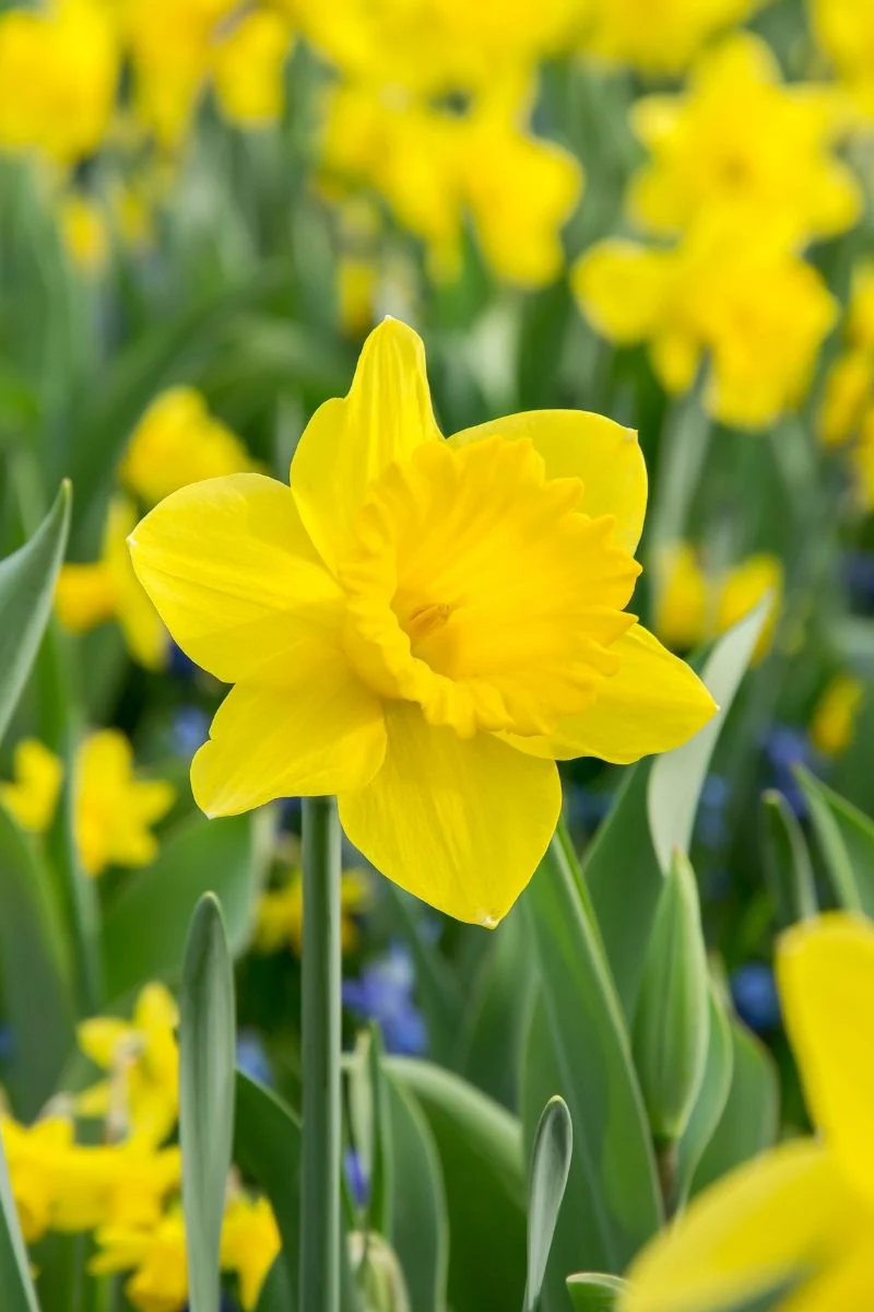 DeVroomen Daffodils Trumpet Dutch Master Bulbs 15/Pack