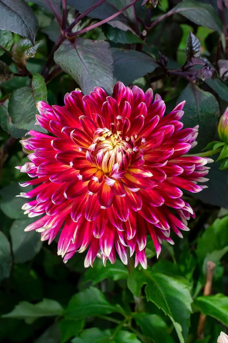 DeVroomen Dahlia Akita 1/pk - Image 2