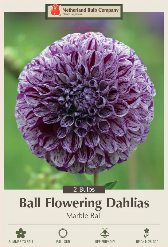 Dahlia Ball Flowering Marble Ball 2 Pack