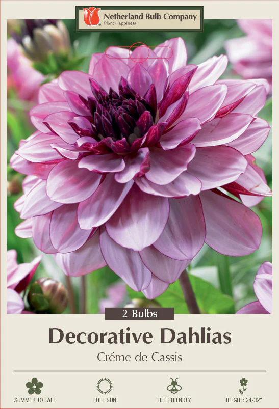 Dahlia Decorative Creme De Cassis 2 Pack