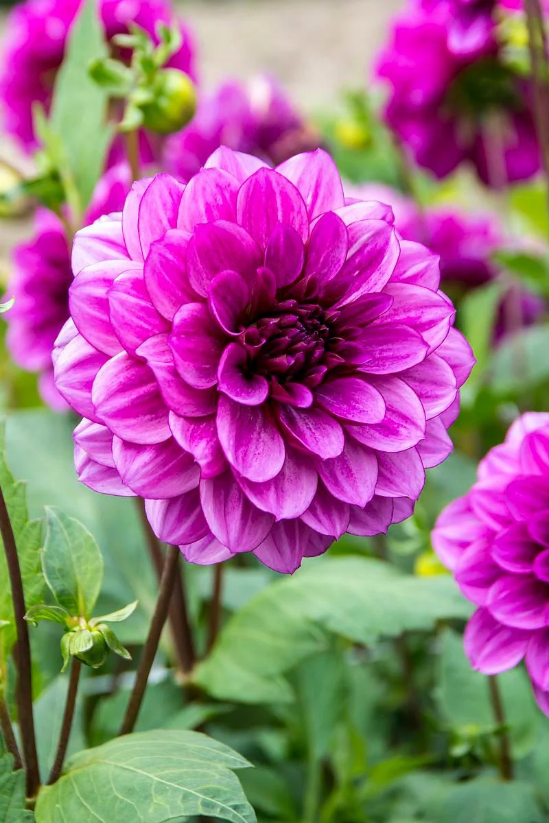 DeVroomen Dahlia Blue Bell 1/pk - Image 2