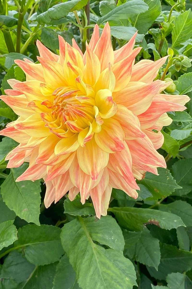 DeVroomen Dahlia Advance 2/pk - Image 2