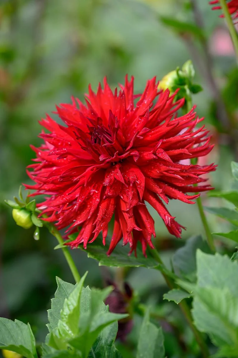 DeVroomen Dahlia Dinner Plate Jaxon Bulbs 1 Pack