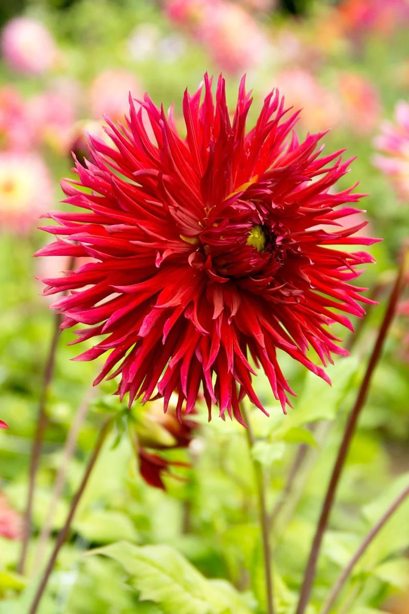 DeVroomen Dahlia Dinner Plate Jaxon Bulbs 1 Pack - Image 2